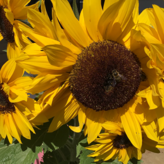 Sunflower Meridian Gold