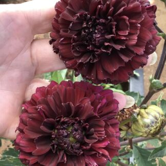 Dahlia Tuber ‘Thelma Maude’ (with 2 packets of seeds)