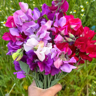 Sweet Pea Mixed Pack