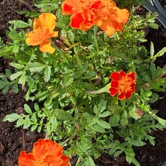 French Marigold