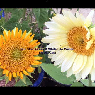 Sunflower Mix Sunfilled Green & Procut White Lite (free Calendula)