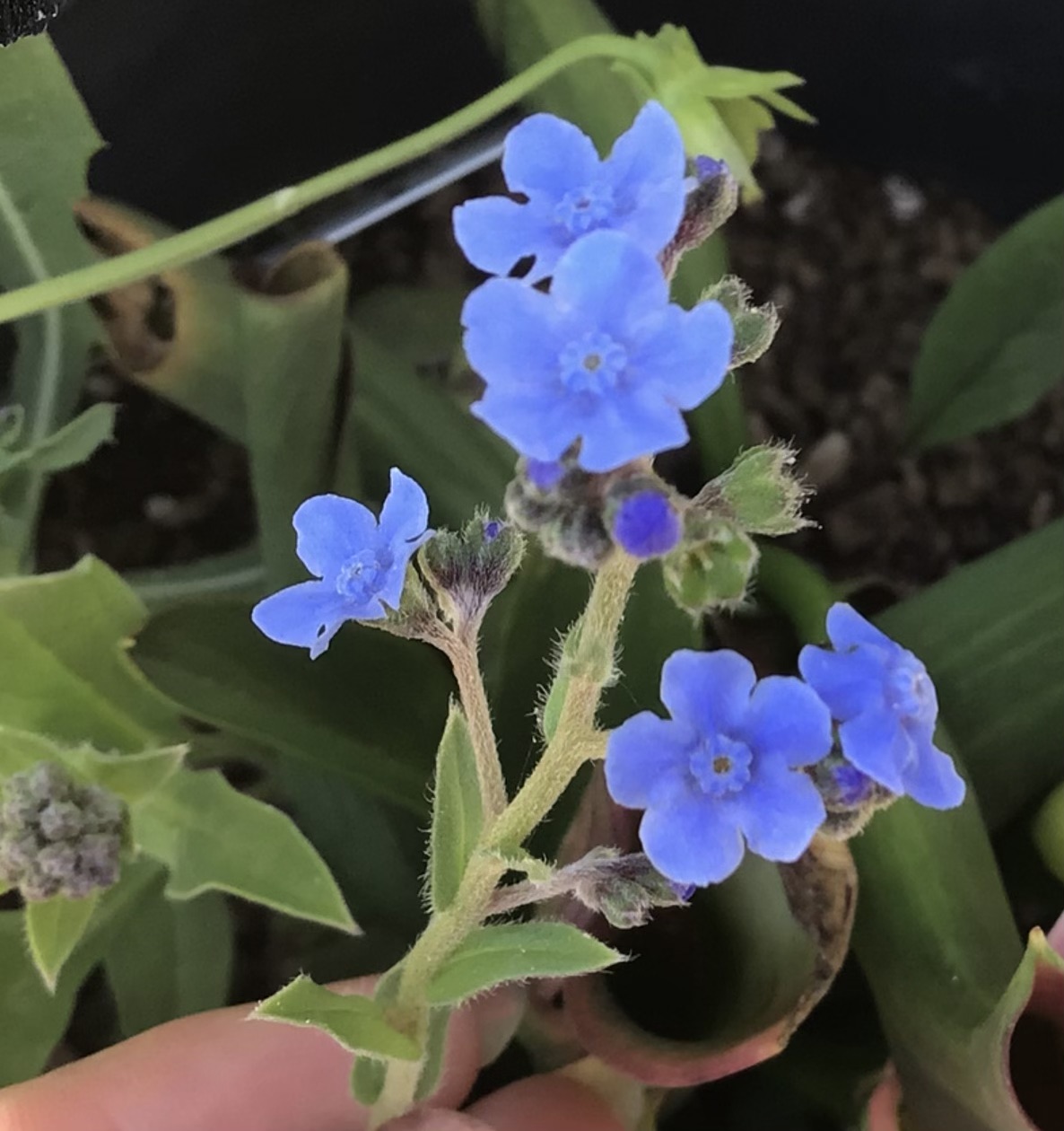 Chinese Forget Me Not Chinese Forget Me Not - Image 2