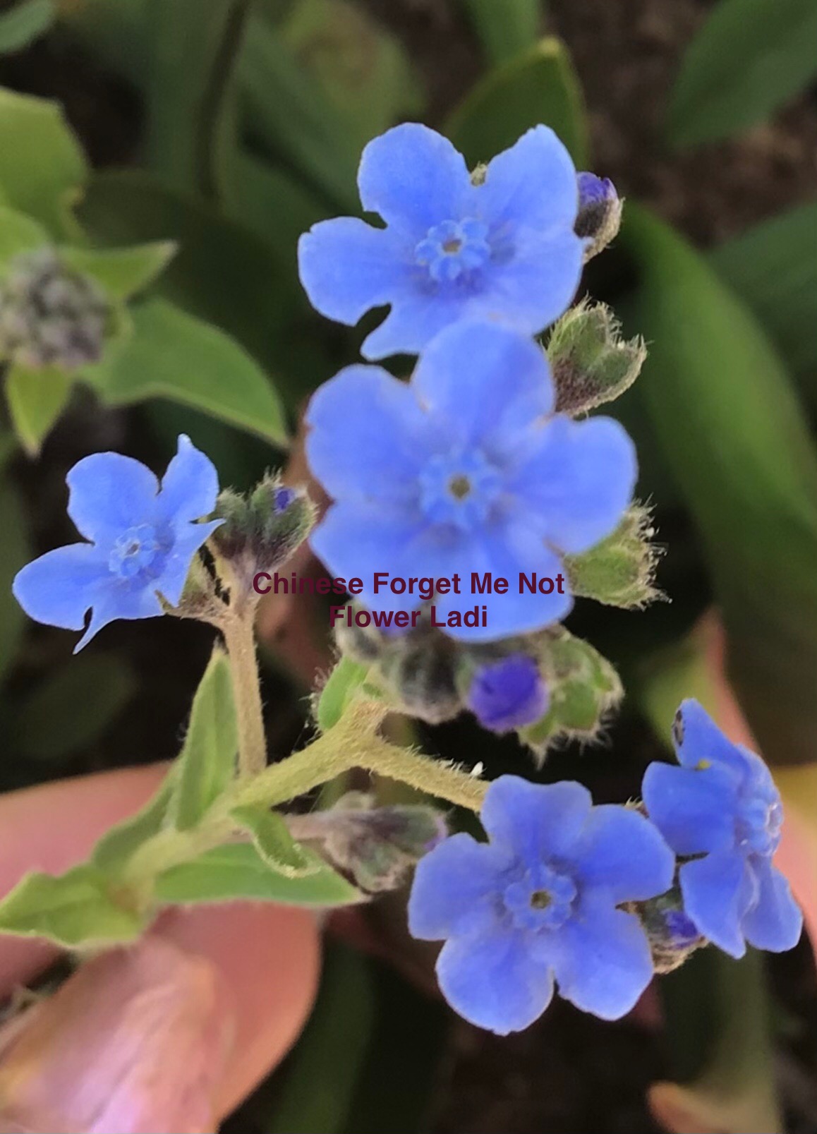 Chinese Forget Me Not Chinese Forget Me Not
