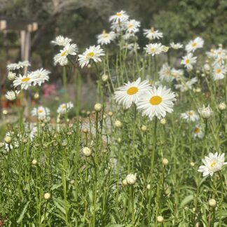 Shasta Daisy