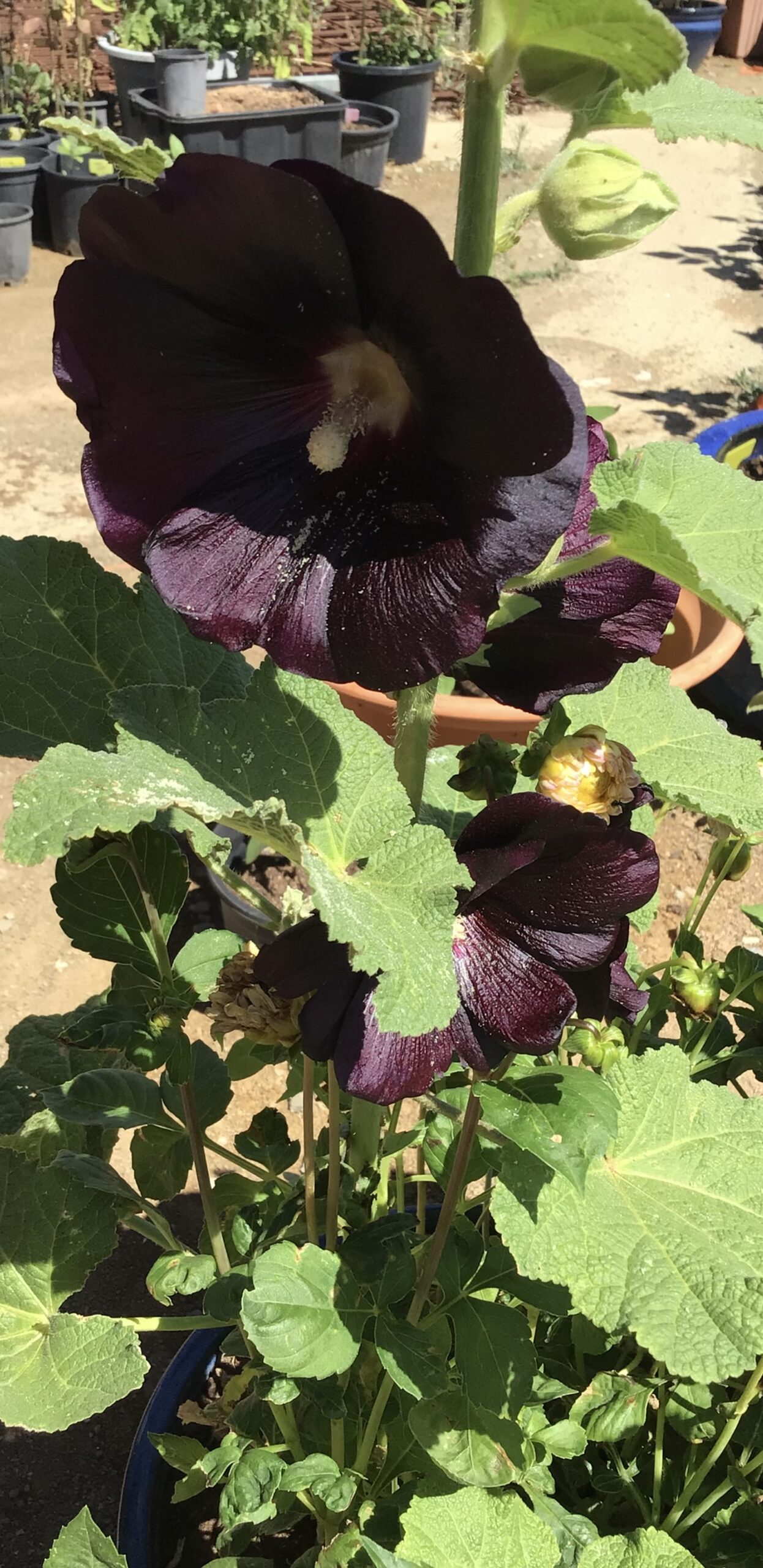 Black Hollyhocks, Henry The 8th (free Touch Of Red) Black Hollyhocks, Henry The 8th (free Touch Of Red) - Image 3