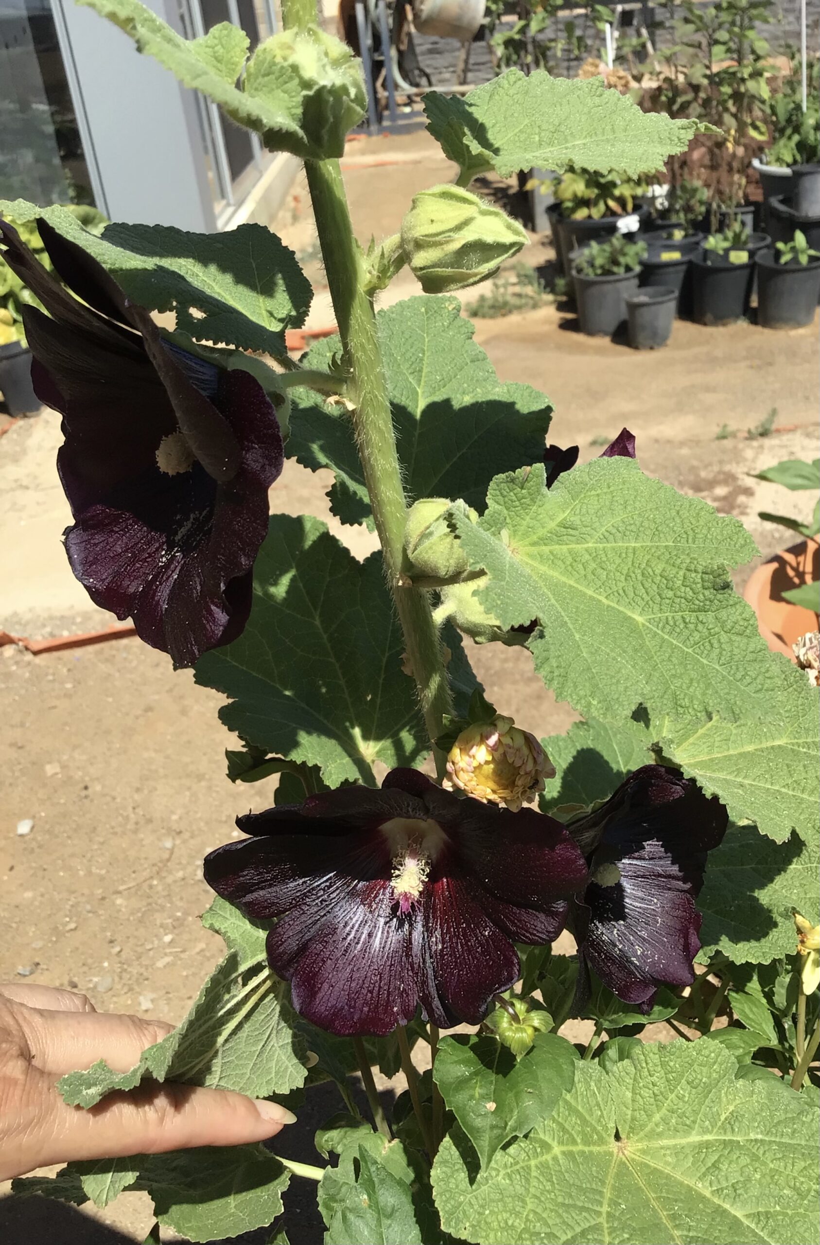 Black Hollyhocks, Henry The 8th (free Touch Of Red) Black Hollyhocks, Henry The 8th (free Touch Of Red) - Image 4