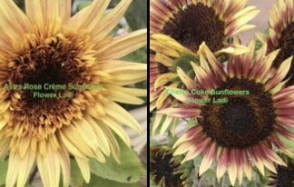 10 Full Sized Exotic Sunflower Packs