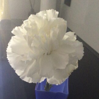 White Carnations (plus free Calendula)