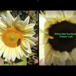 White Lite & White Nite Combo Sunflower Mix (free Touch Of Red)