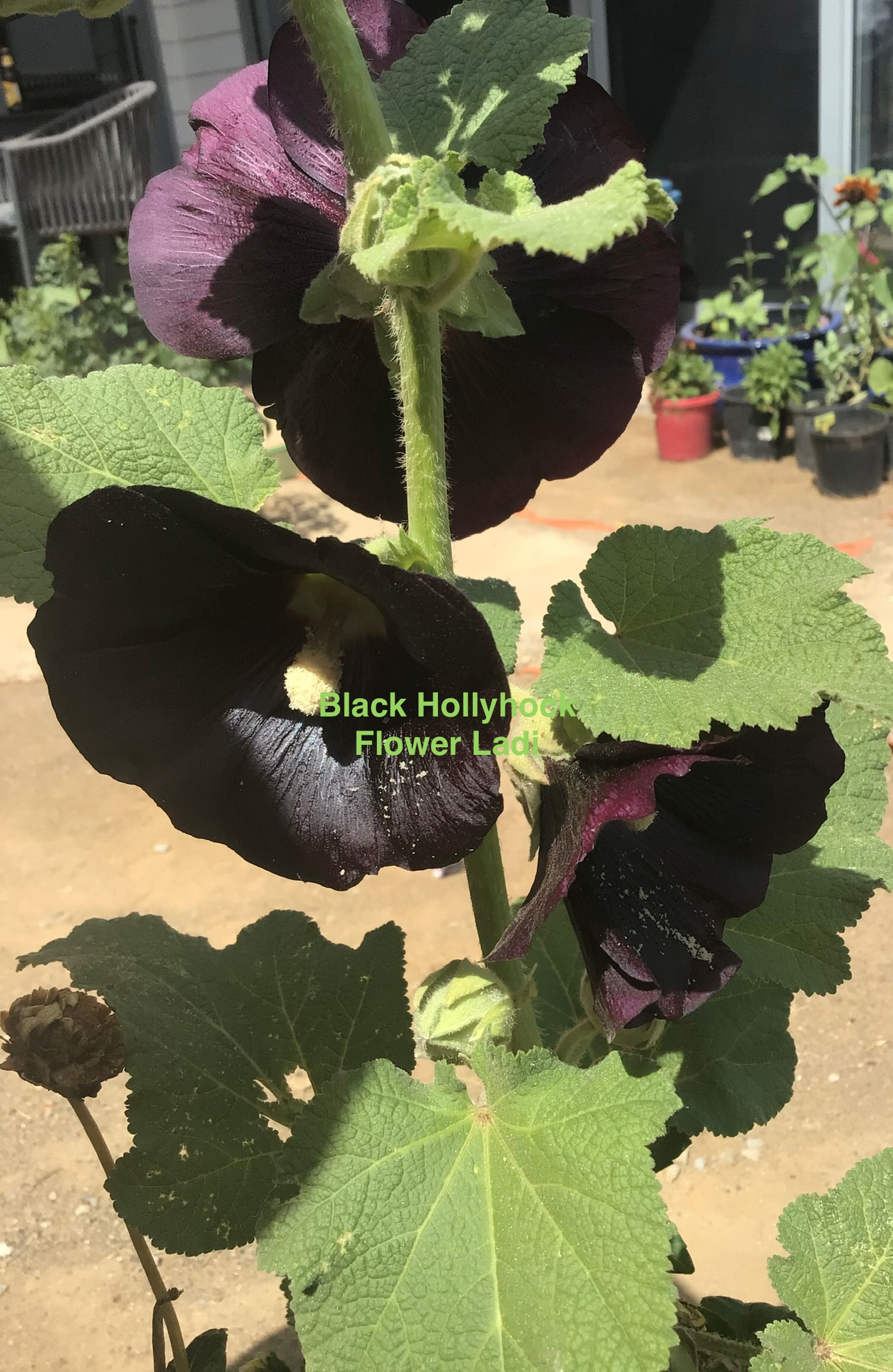 Black Hollyhocks, Henry The 8th (free Touch Of Red) Black Hollyhocks, Henry The 8th (free Touch Of Red)