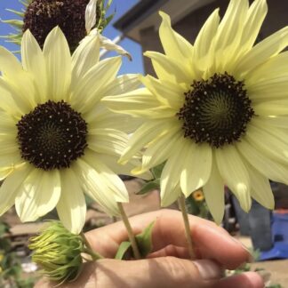 Sunflower Italian White (free Procut Peach)