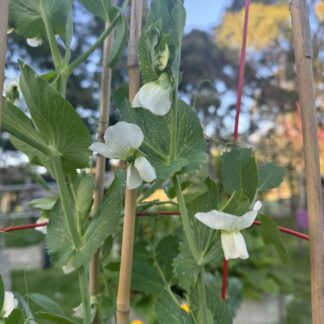 Sugarsnap Peas