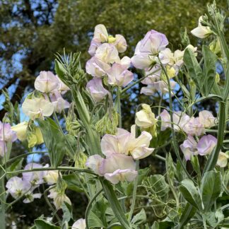Sweetpea High Scent