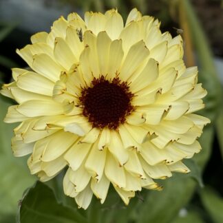 Snow Princess Calendula