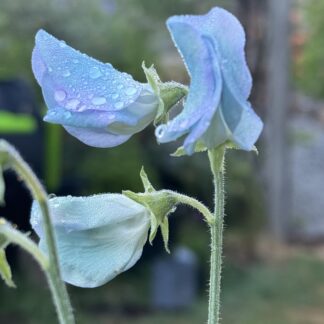 Turquoise Lagoon Sweetpeas