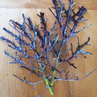 Myrtle Mountain Seeds