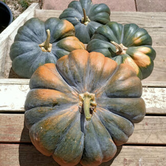 heirloom pumpkin seeds Tasmania