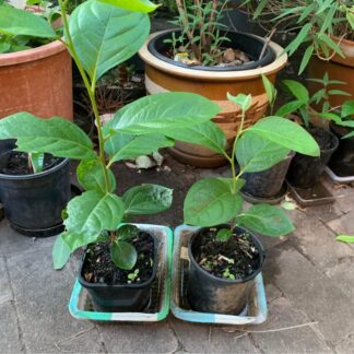 Established Fuyu Crunchy Sweet Persimmon Plants