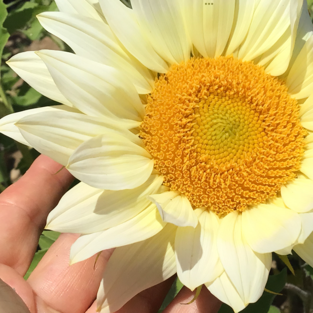 Flower Ladi