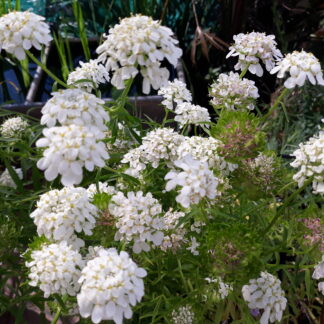 Candytuft (white)