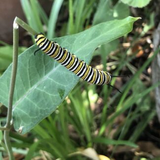 Milkweed Monarch Specialty Variety Mix