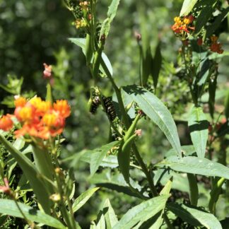 Asclepias Curassavica Silky Gold Or Blood Flower Plant