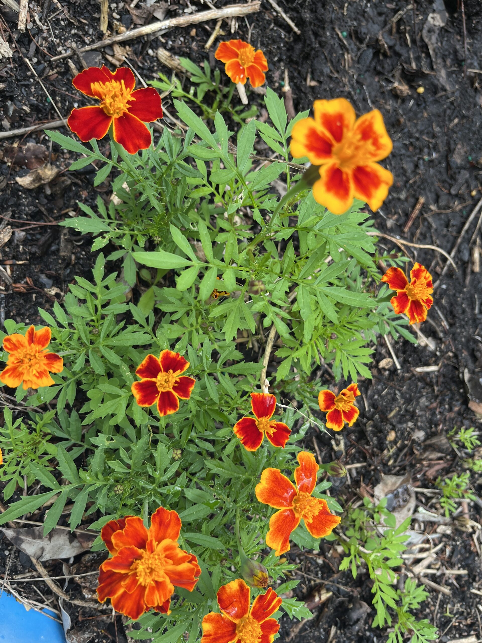 French Dwarf Marigold, Mixed Colour, Double Flower French Dwarf Marigold, Mixed Colour, Double Flower - Image 3