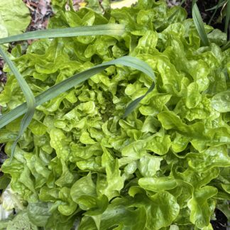 Lettuce Oakleaf Green