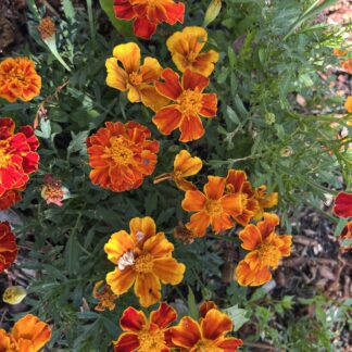 French Dwarf Marigold, Mixed Colour, Double Flower