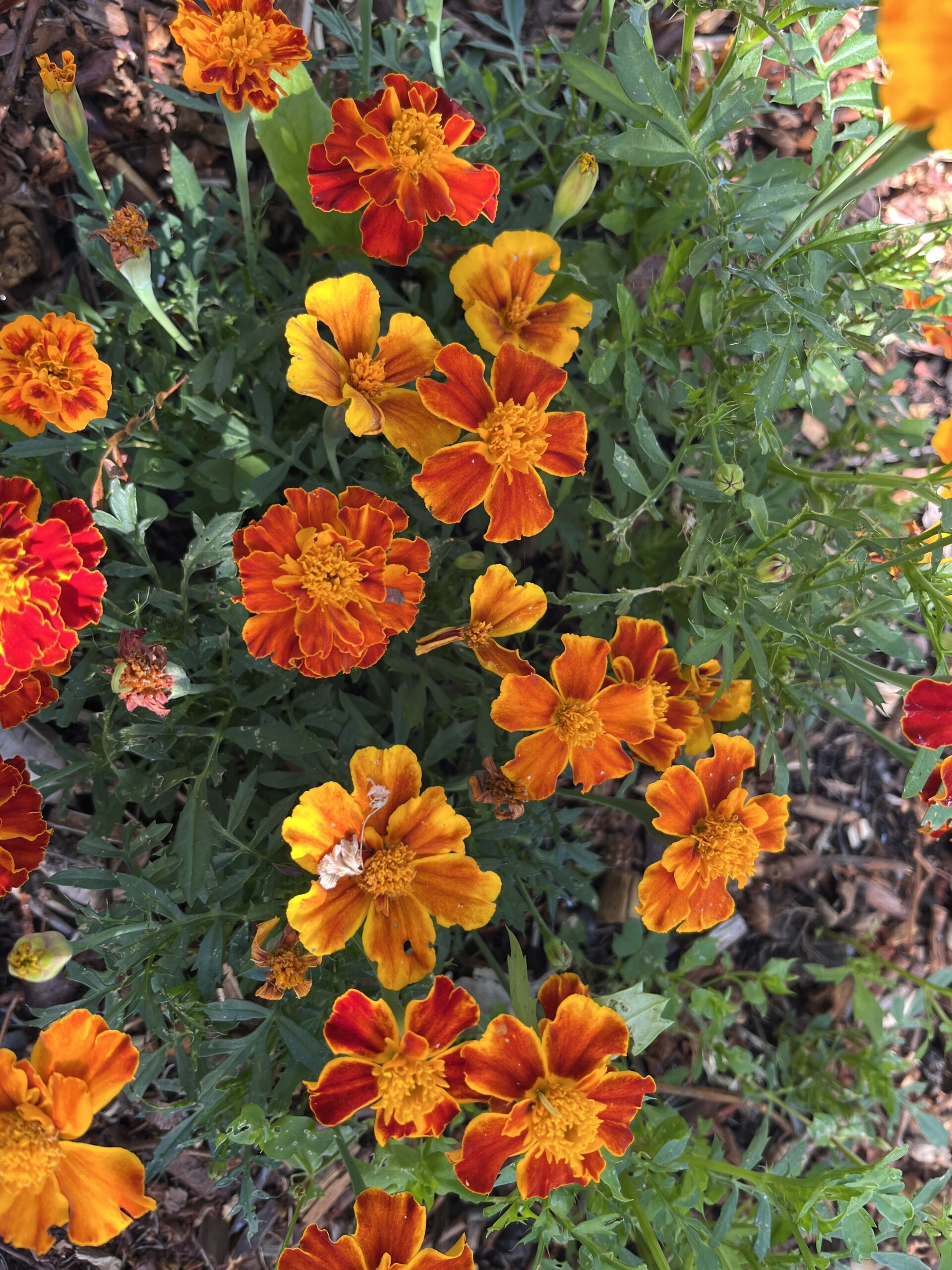 French Dwarf Marigold, Mixed Colour, Double Flower French Dwarf Marigold, Mixed Colour, Double Flower