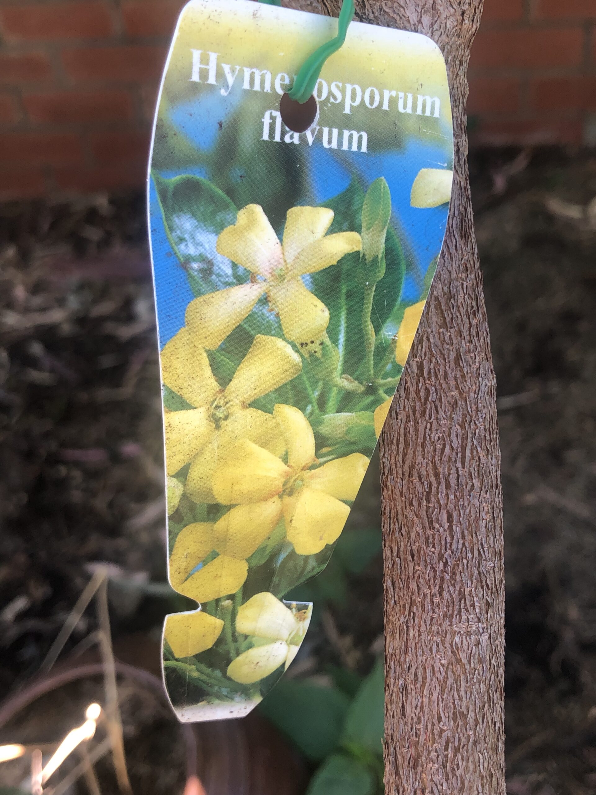 Native Frangipani Hymenosporum Flavum Native Frangipani Hymenosporum Flavum - Image 2