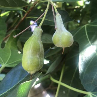 Native Frangipani Hymenosporum Flavum