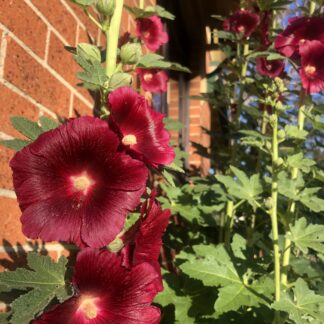 Hollyhock Burgundy