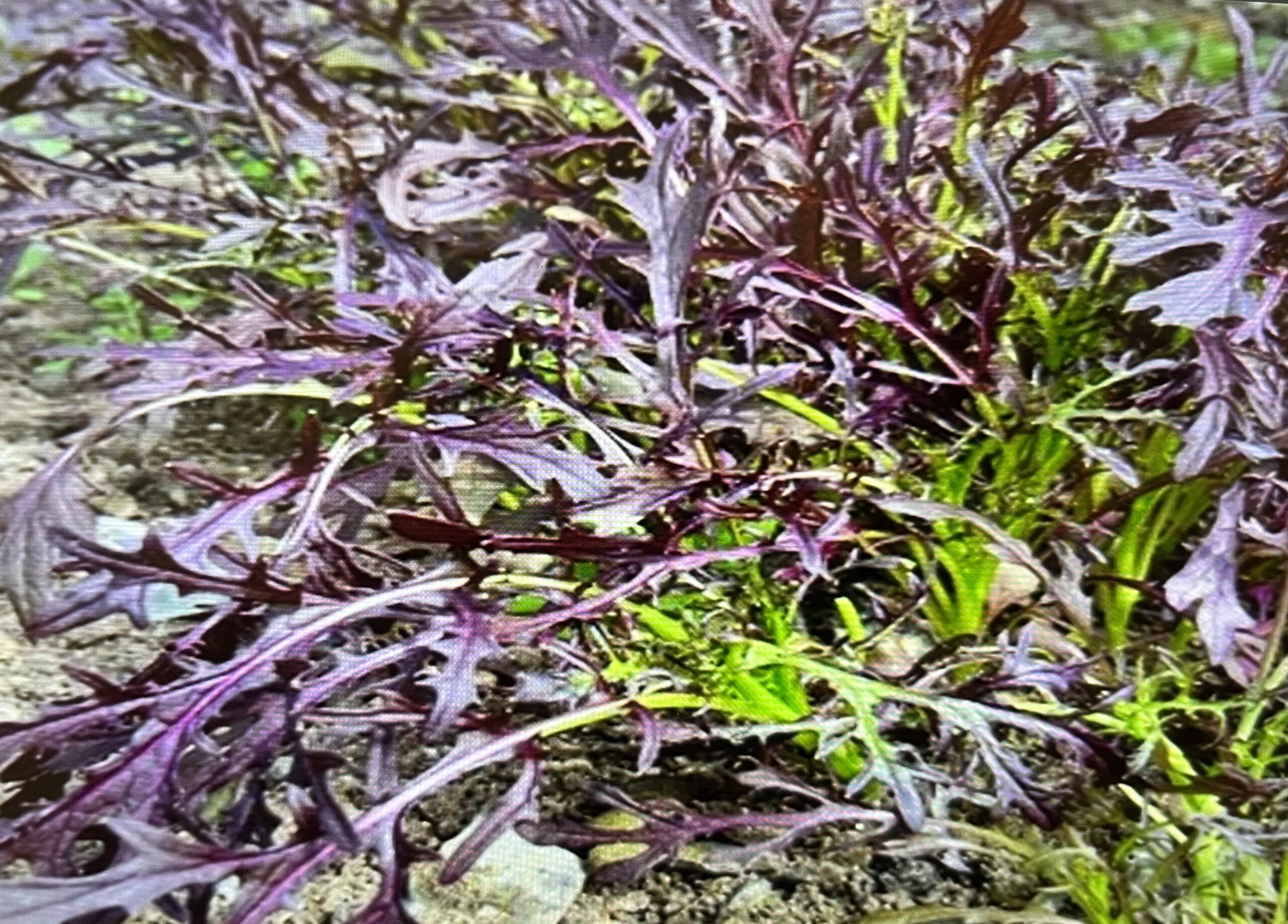 Mizuna Purple Mizuna Purple - Image 2