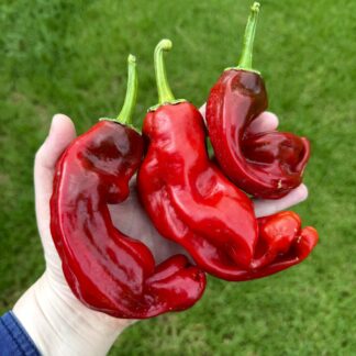 Red Twisted Skin Chilli