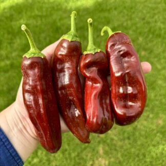 Chocolate Palermo Capsicum