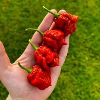 Caramel Brainstrain Chilli