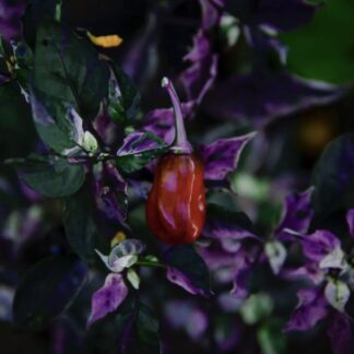 Scarlett’s Variegated Chilli
