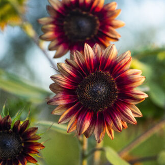 Strawberry Blonde Sunflower