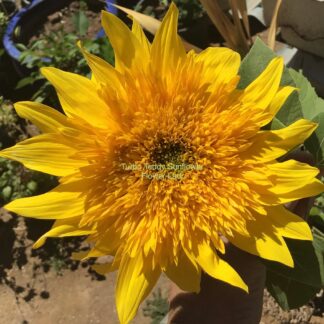 Turbo Teddy Sunflower