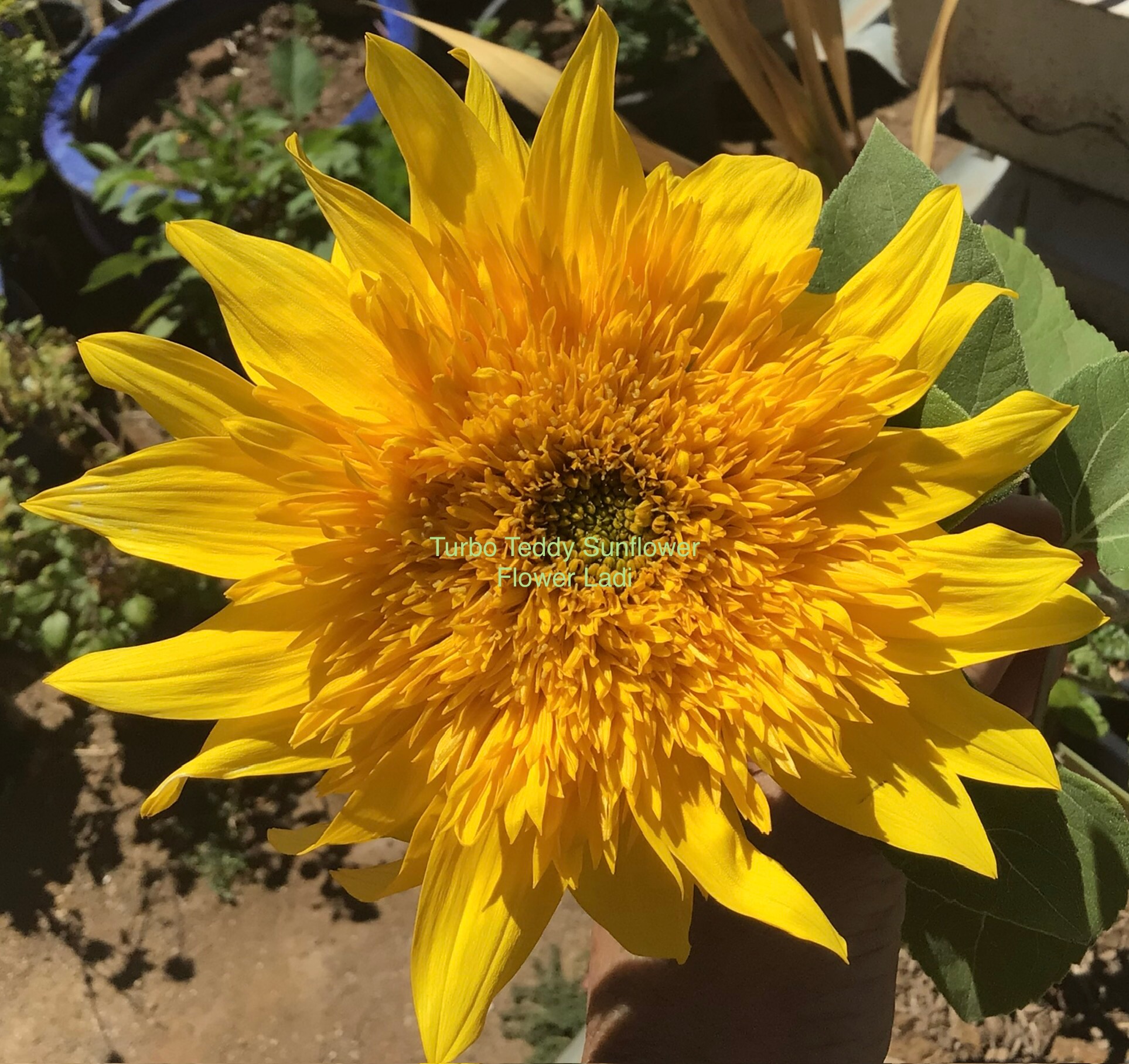 Turbo Teddy Sunflower Turbo Teddy Sunflower