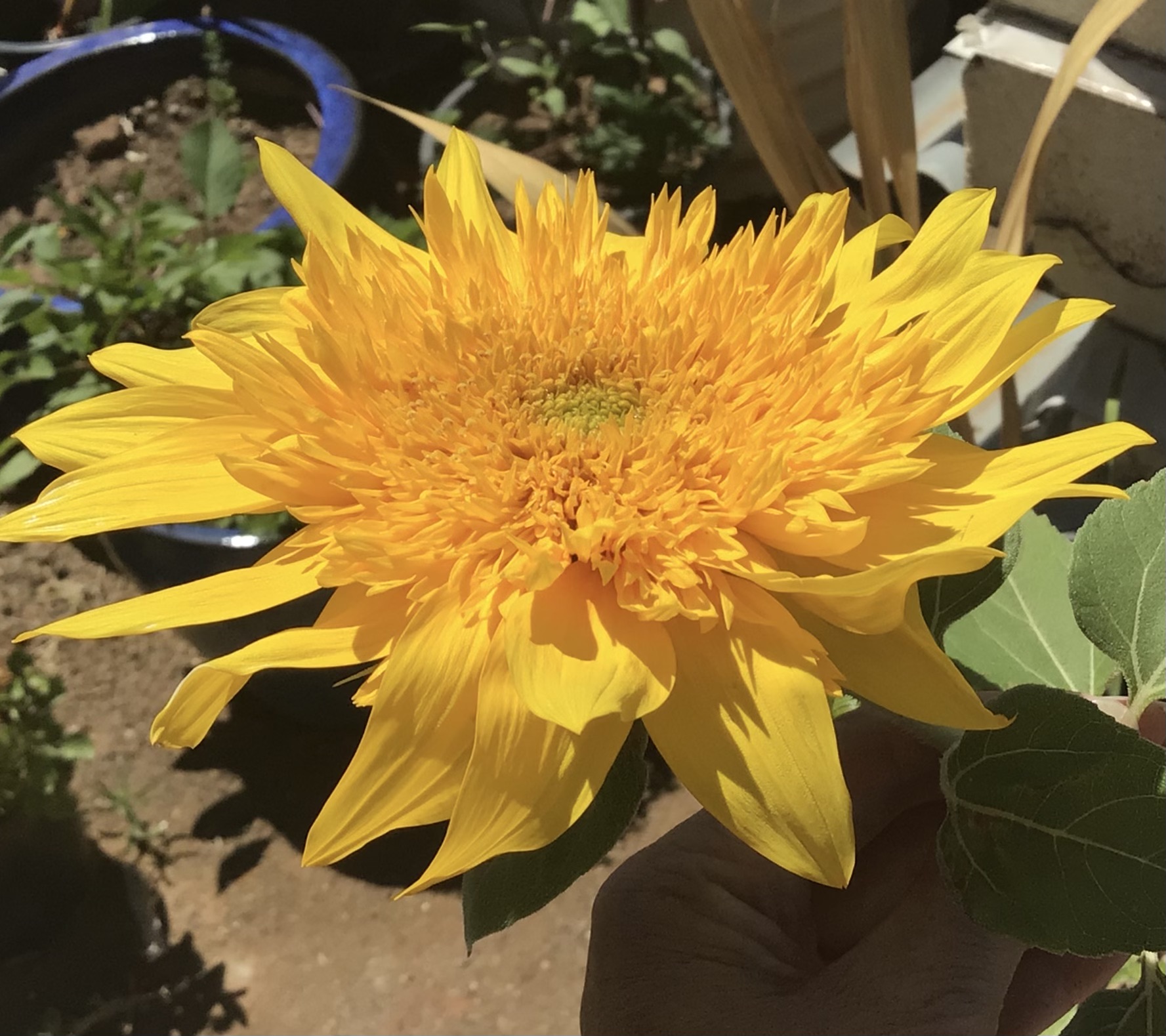 Turbo Teddy Sunflower Turbo Teddy Sunflower - Image 2