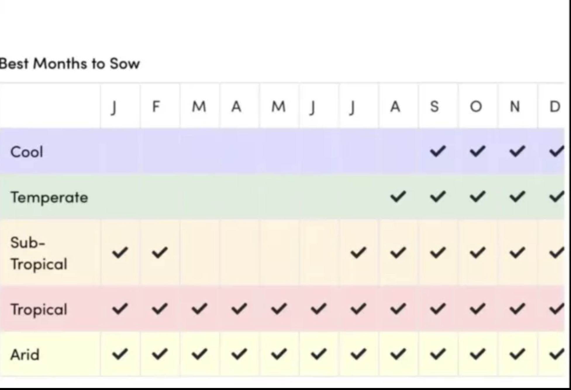 Turbo Teddy Sunflower Turbo Teddy Sunflower - Image 4