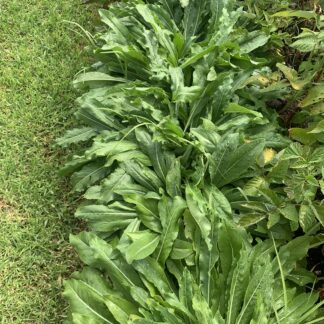 Woad - Isatis Tinctoria