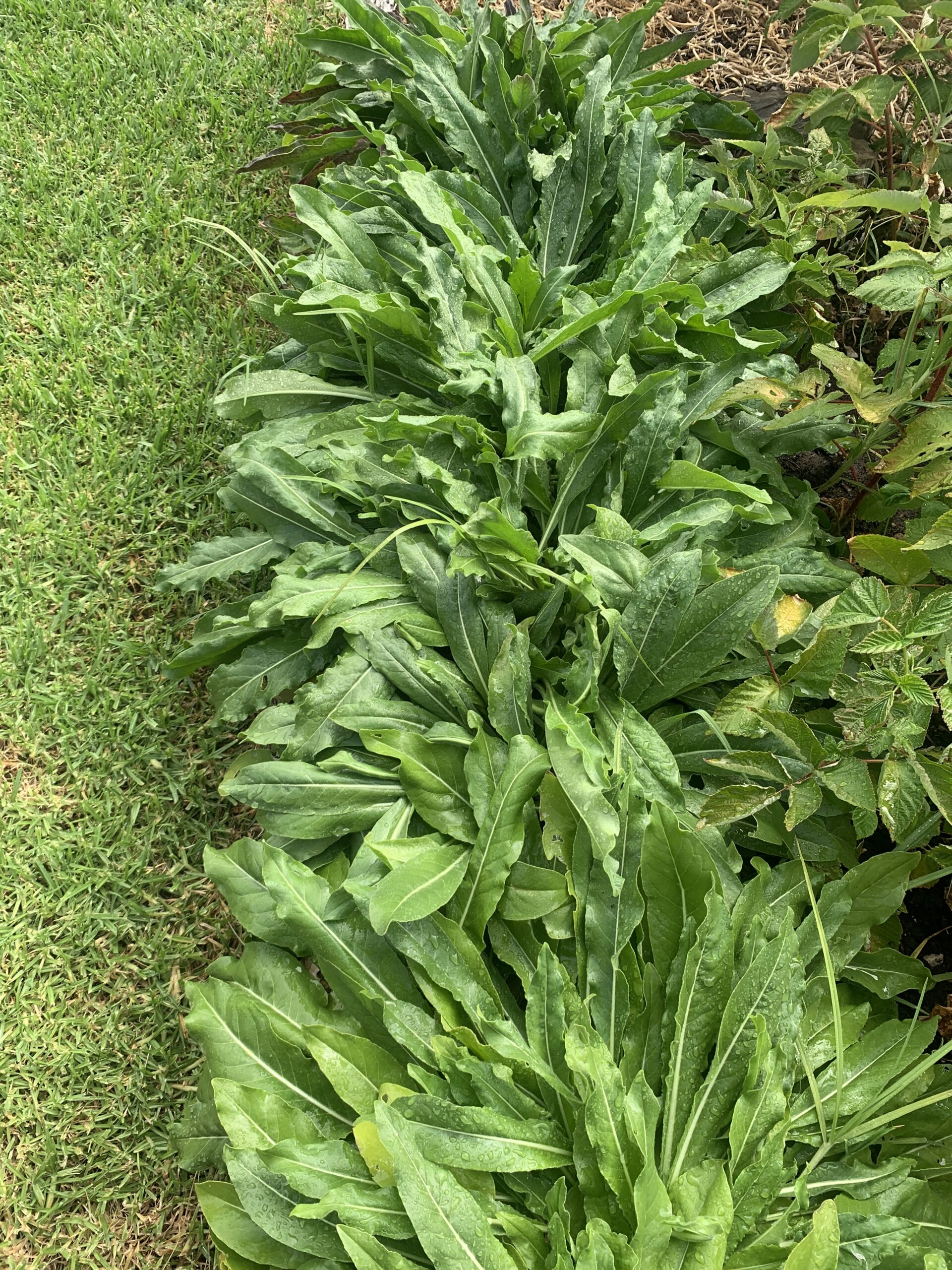 Woad - Isatis Tinctoria Woad - Isatis Tinctoria