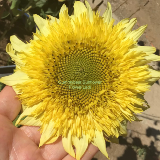 Gummy Bear Sunflower