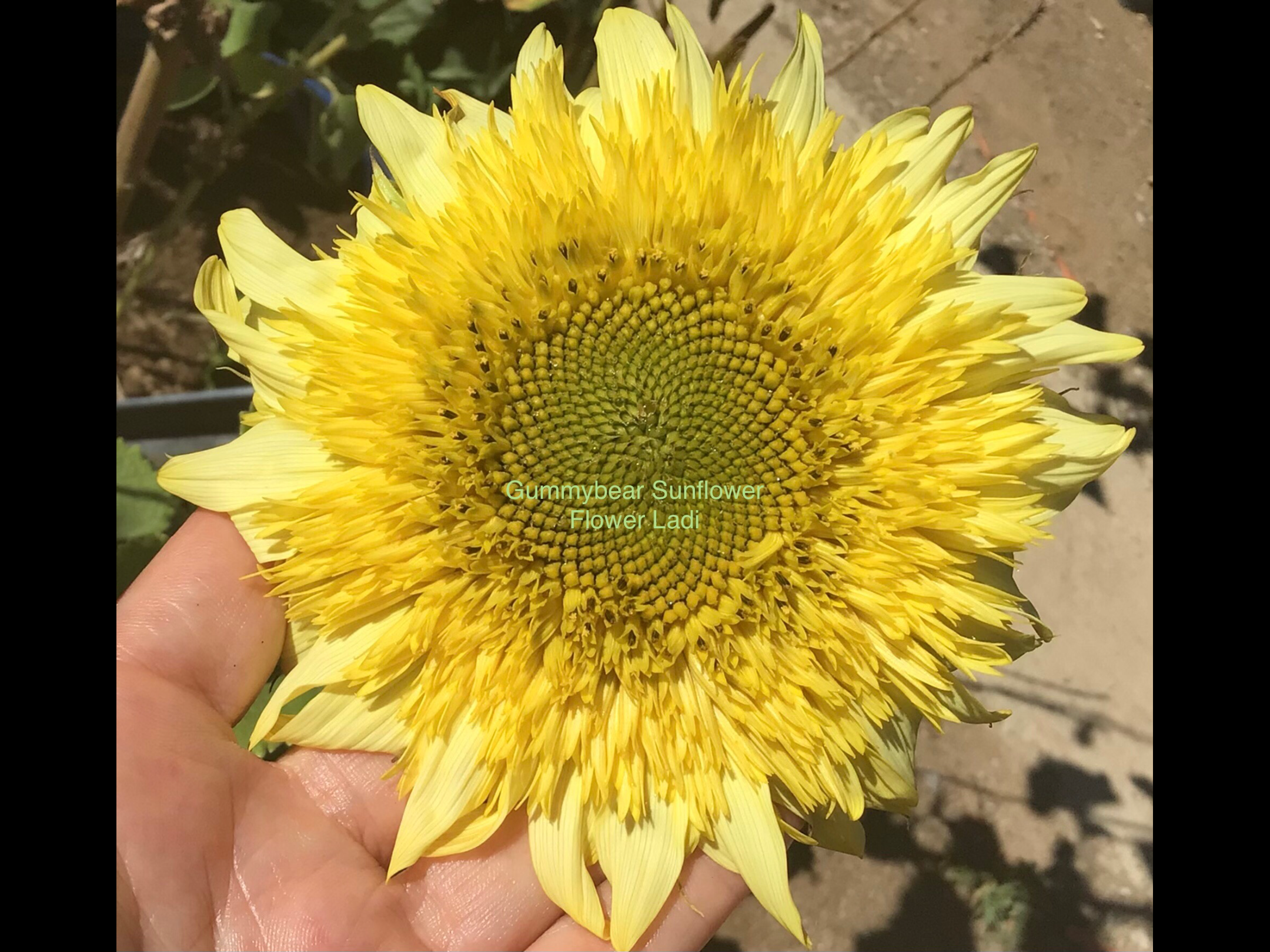 Gummy Bear Sunflower Gummy Bear Sunflower