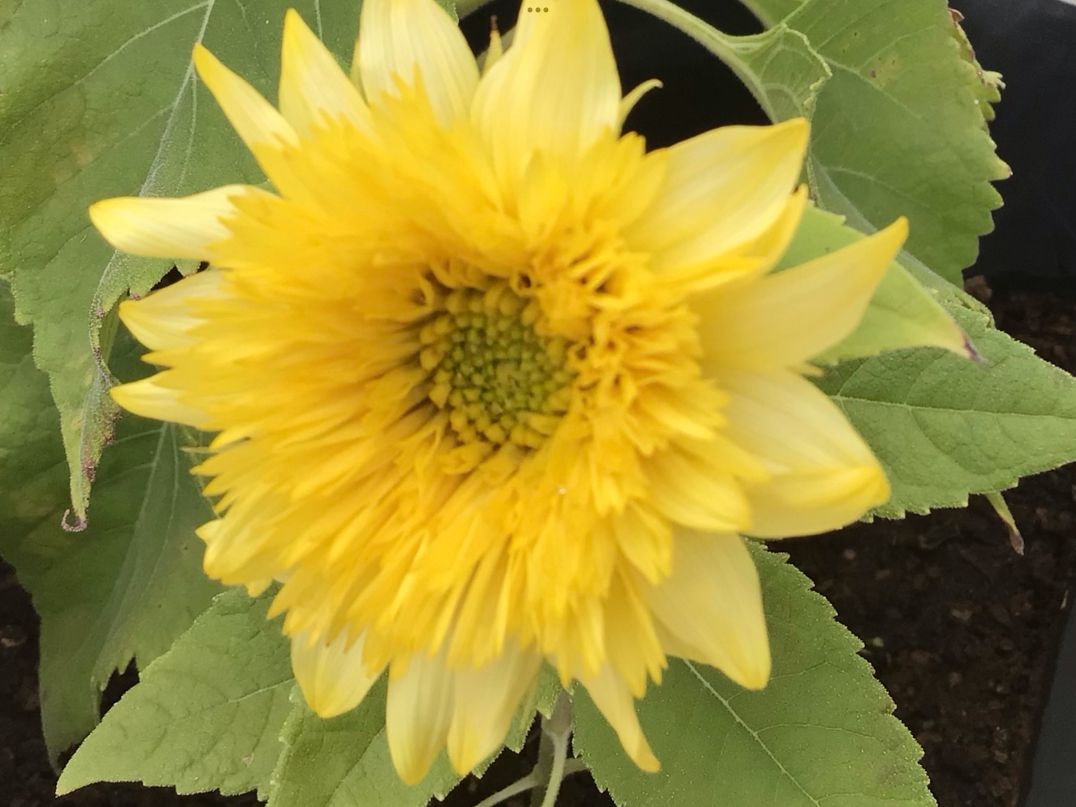 Gummy Bear Sunflower Gummy Bear Sunflower - Image 3