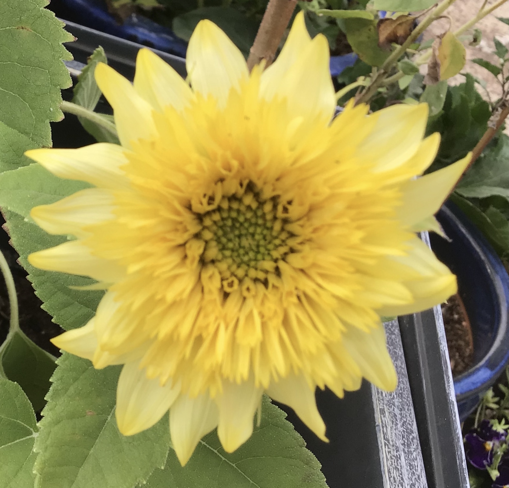 Gummy Bear Sunflower Gummy Bear Sunflower - Image 4