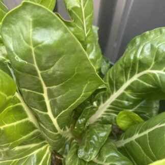 Spinach - Black Magic